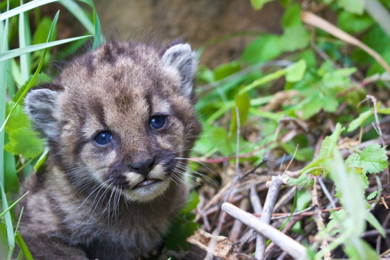 Mountain lion kittens found under picnic table in California