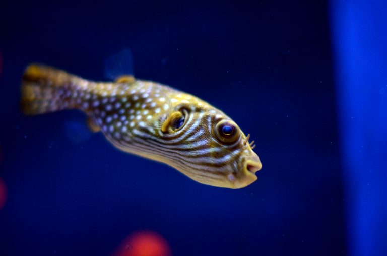 SEE IT: Puffer fish undergoes cataract surgery at Ohio zoo