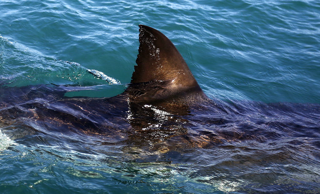 Man dies in apparent shark attack off California beach