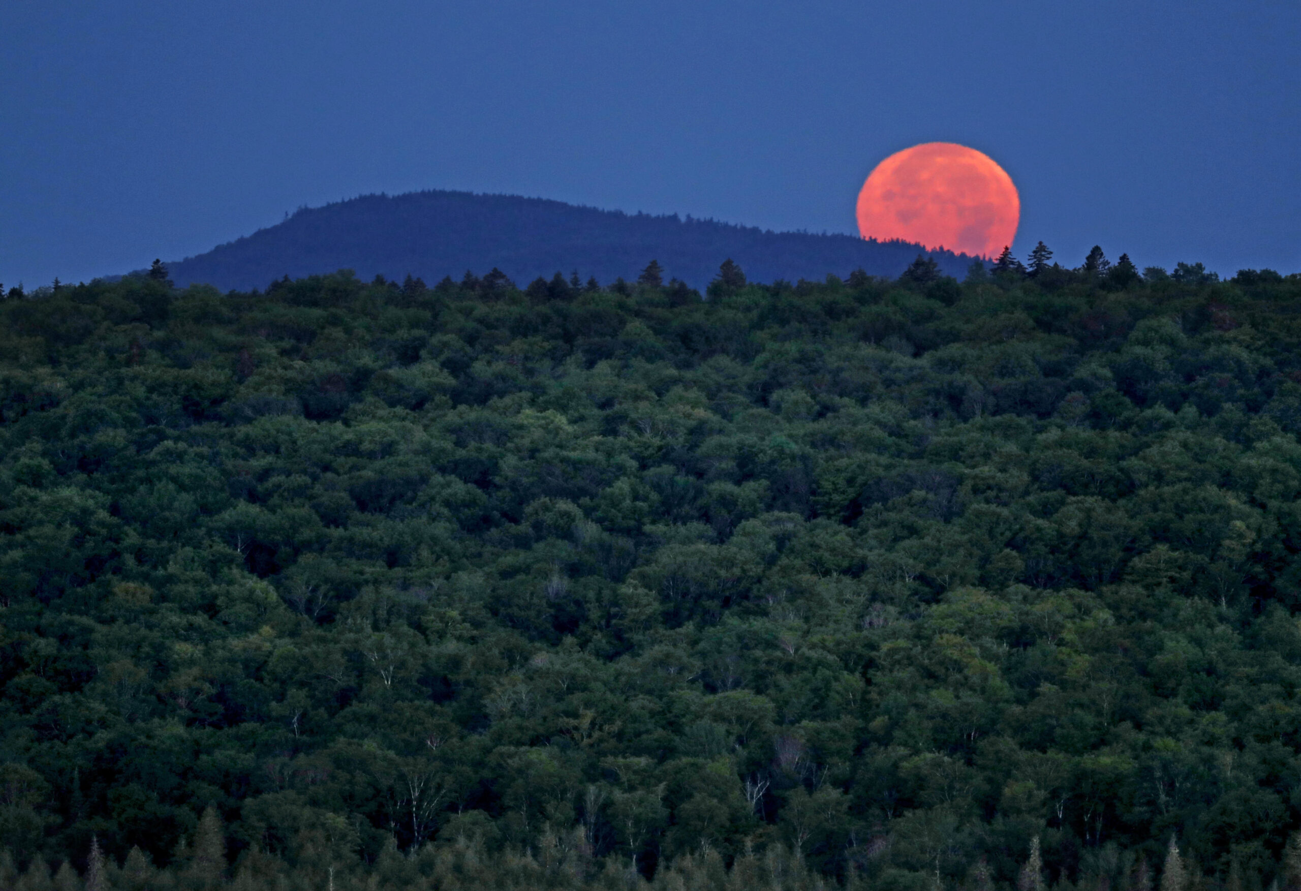 Maine Congress members call for halting proposed rule impacting forest economy