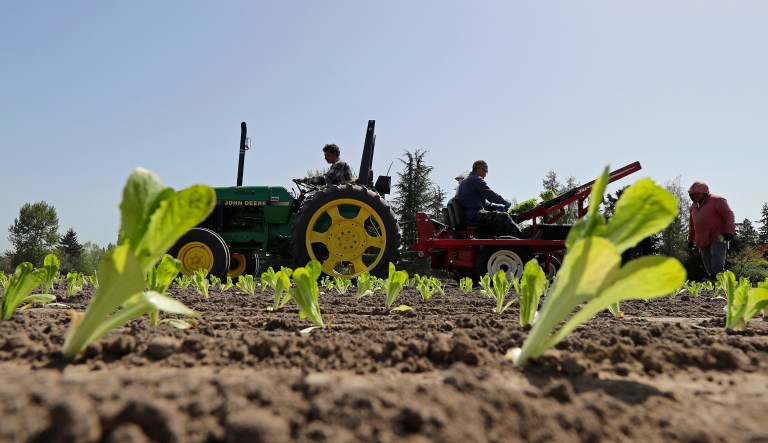 Romaine lettuce from Yuma, Ariz., apparently has been contaminated with the E. coli bacteria.  