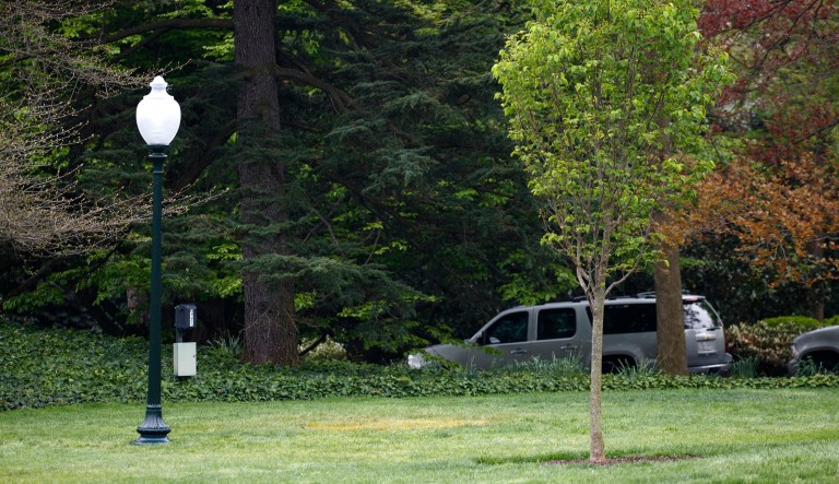 The photo shows an empty area where a tree was planted by President Trump and French President Emmanuel Macron during a tree planting ceremony on the South Lawn of the White House. The young ceremonial tree was planted in the area between the light pole at left and the tree at right. 