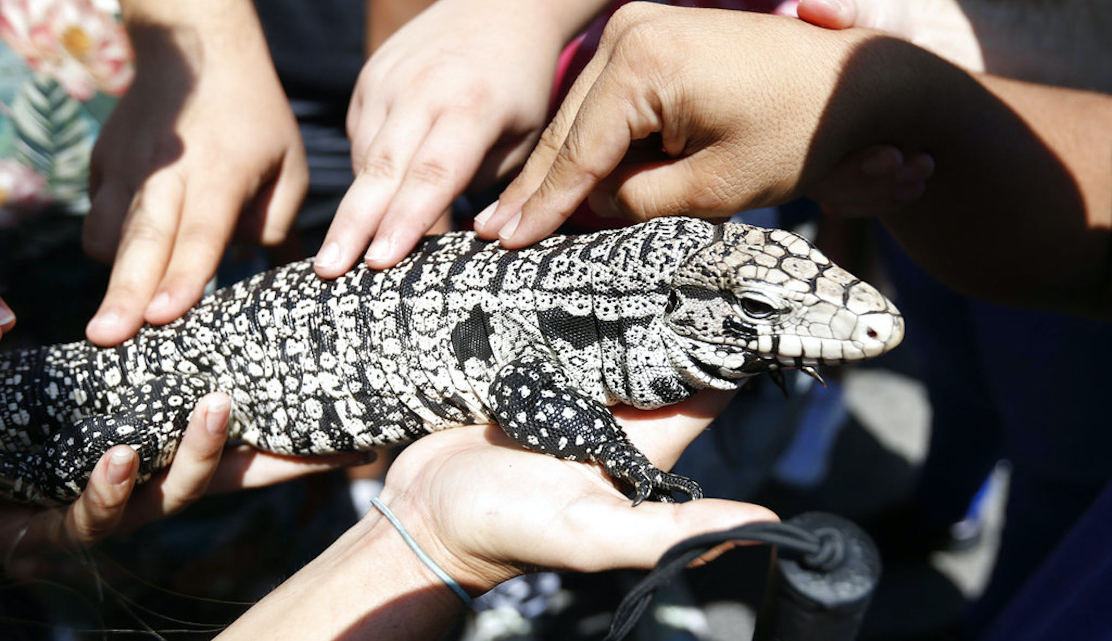 Leapin’ lizards! Georgia warns public of giant, invasive lizards that ‘eat almost anything’
