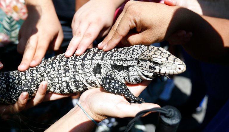 Leapin’ lizards! Georgia warns public of giant, invasive lizards that ‘eat almost anything’