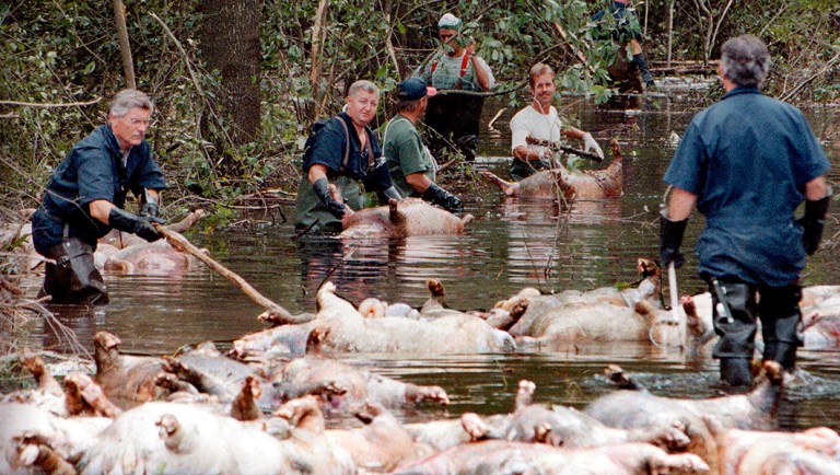 Employees of Murphy Family Farms along with friends and neighbors, float a group of dead pigs down a flooded road on Rabon Maready's farm near Beulaville, N.C.