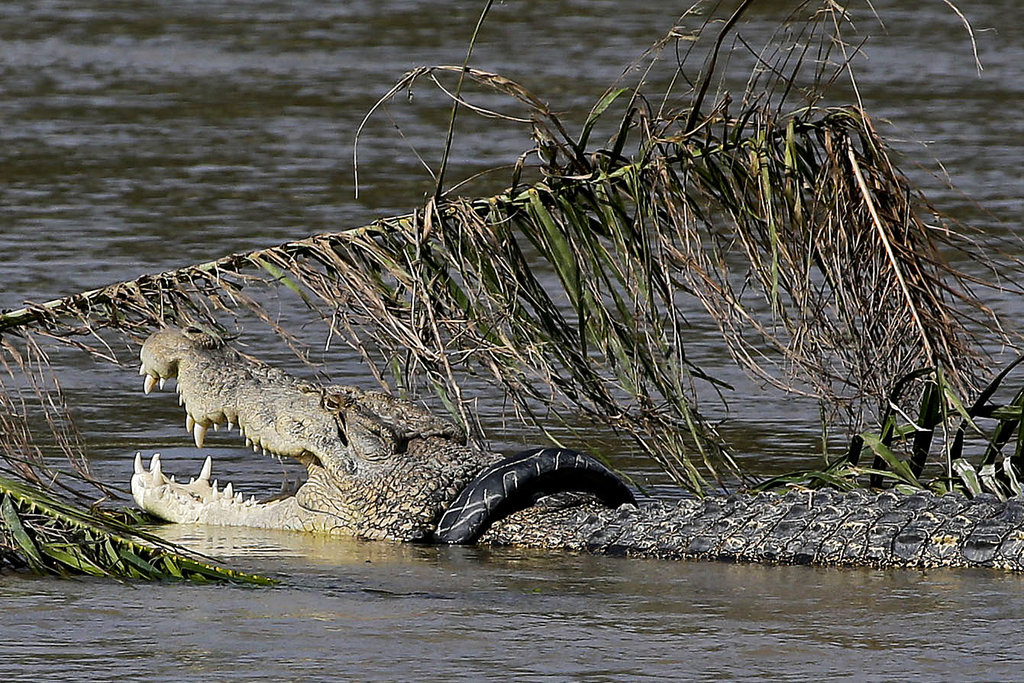 Crocodile freed from tire after 6 years by Indonesian man
