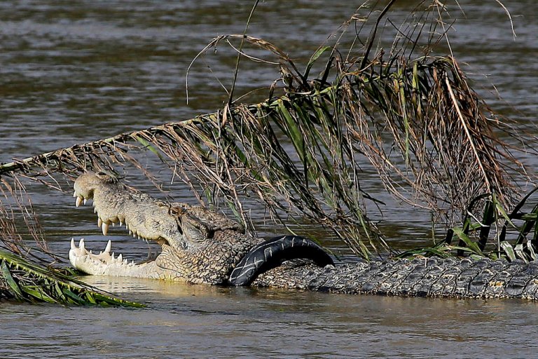 A crocodile has trapped himself inside a rubber tire and other debris left along a river's edge by a massive earthquake and tsunami that hit Palu, Central Sulawesi, Indonesia Thursday, Oct. 4, 2018.