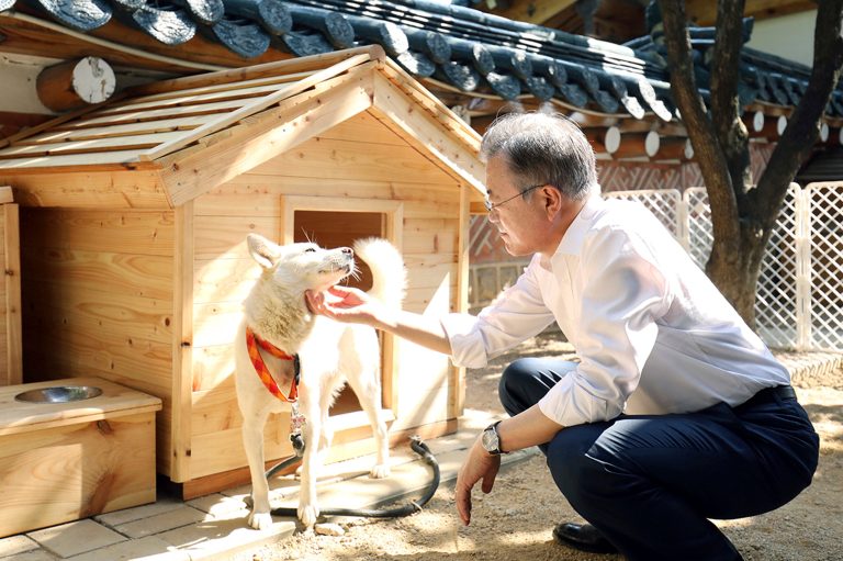 Hounded out: Former South Korean president to give up dogs Kim Jong Un gave him