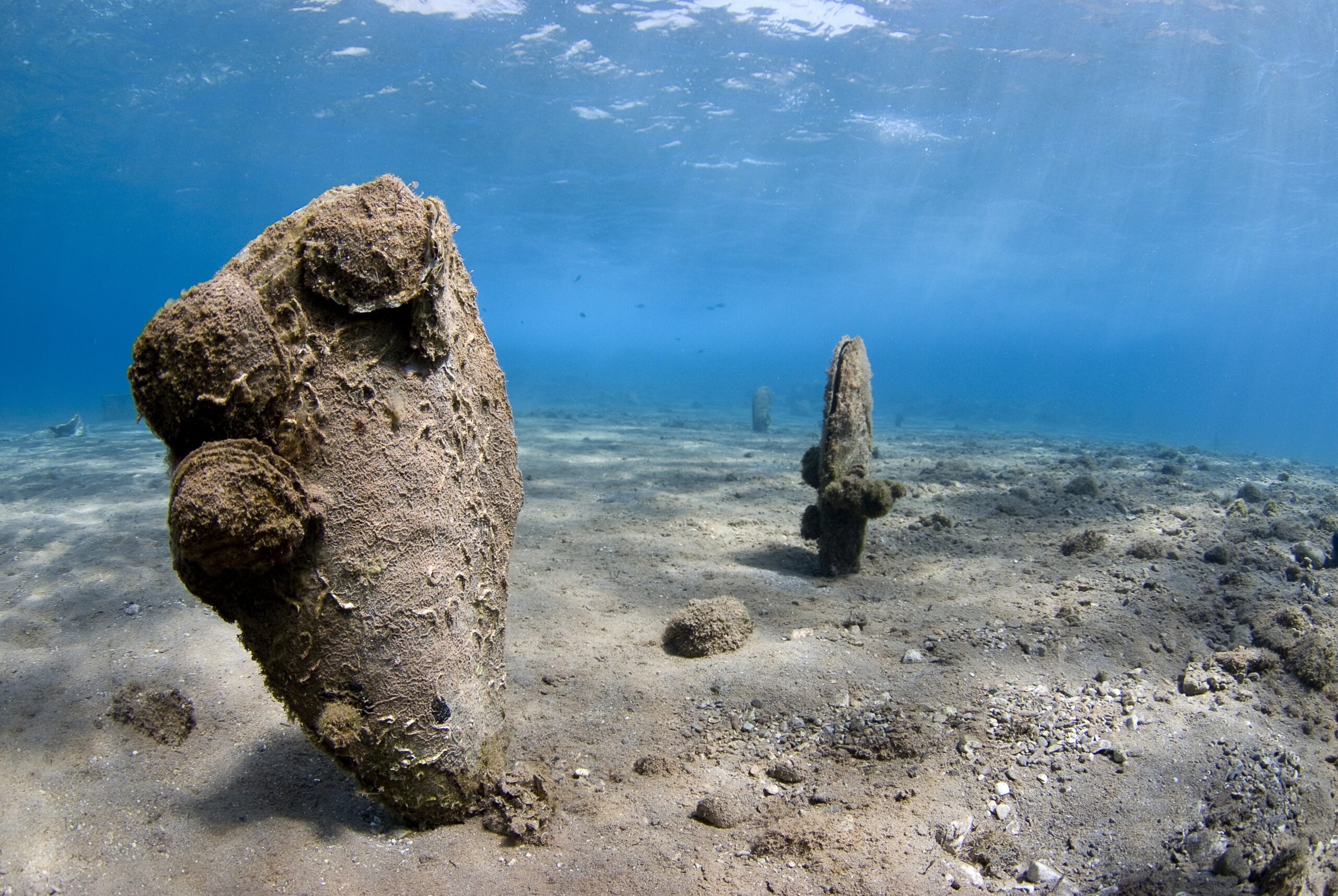 The Philippines recovers $25 million worth of illegally harvested giant clams