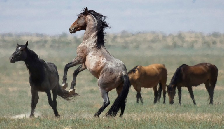 FILE - In this July 18, 2018, file photo, a wild horse jumps among others near Salt Lake City.