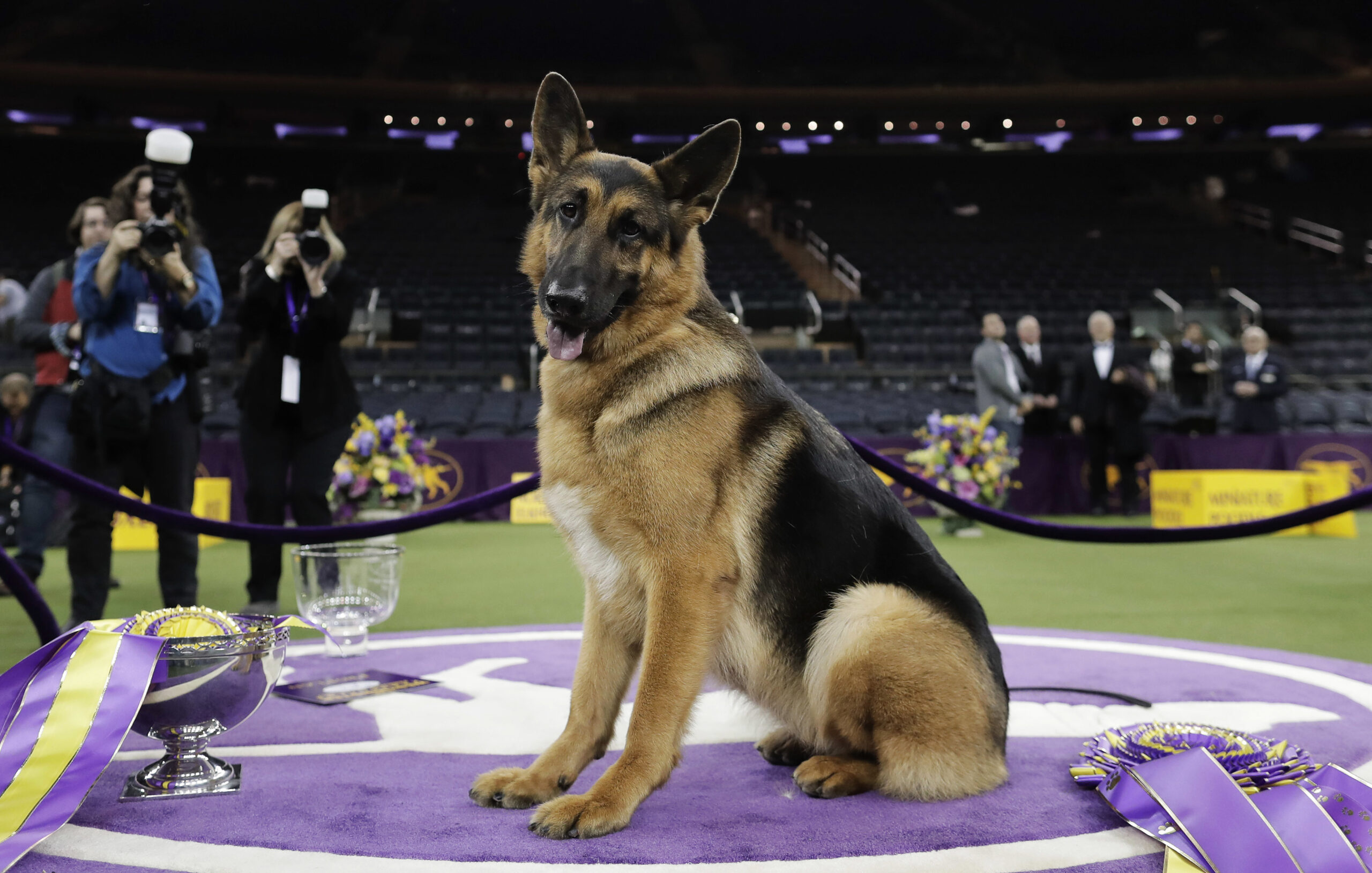 ‘Miracle’ dog to become service animal for veteran after surviving two-story drop