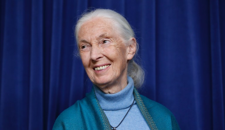 ‘Never before breathed clean air in cities’: Jane Goodall hopes pollution stays low after pandemic