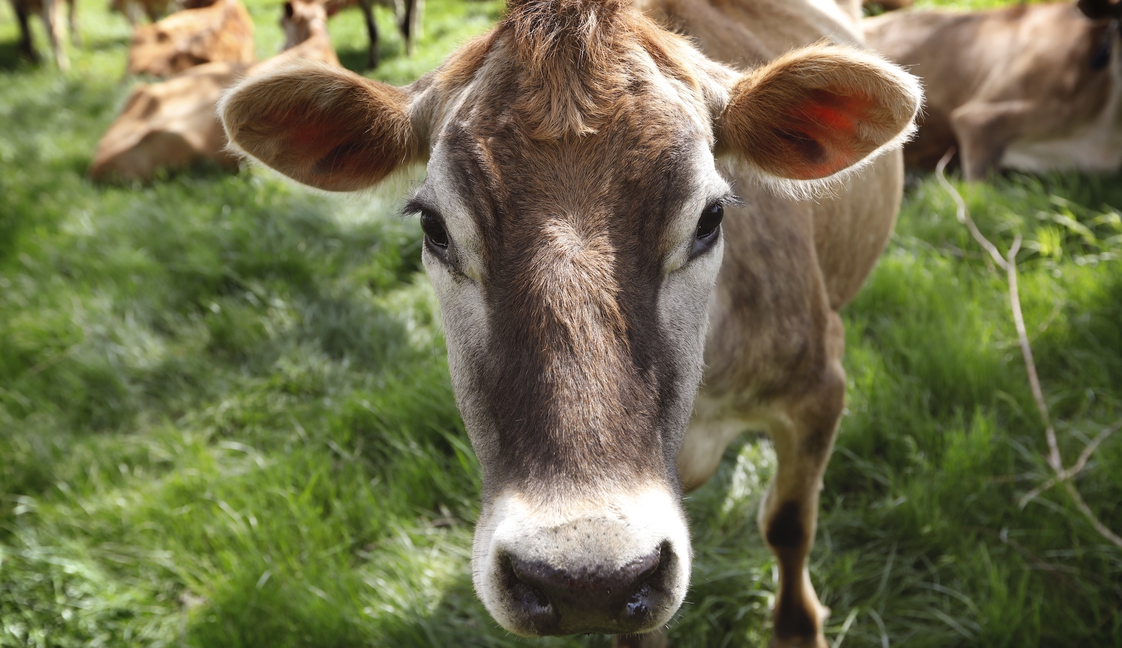 Farmers wage war on EU bureaucrats the right way