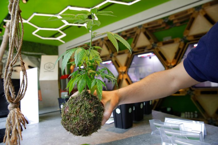Marijuana ballot measures are going before voters in these five states