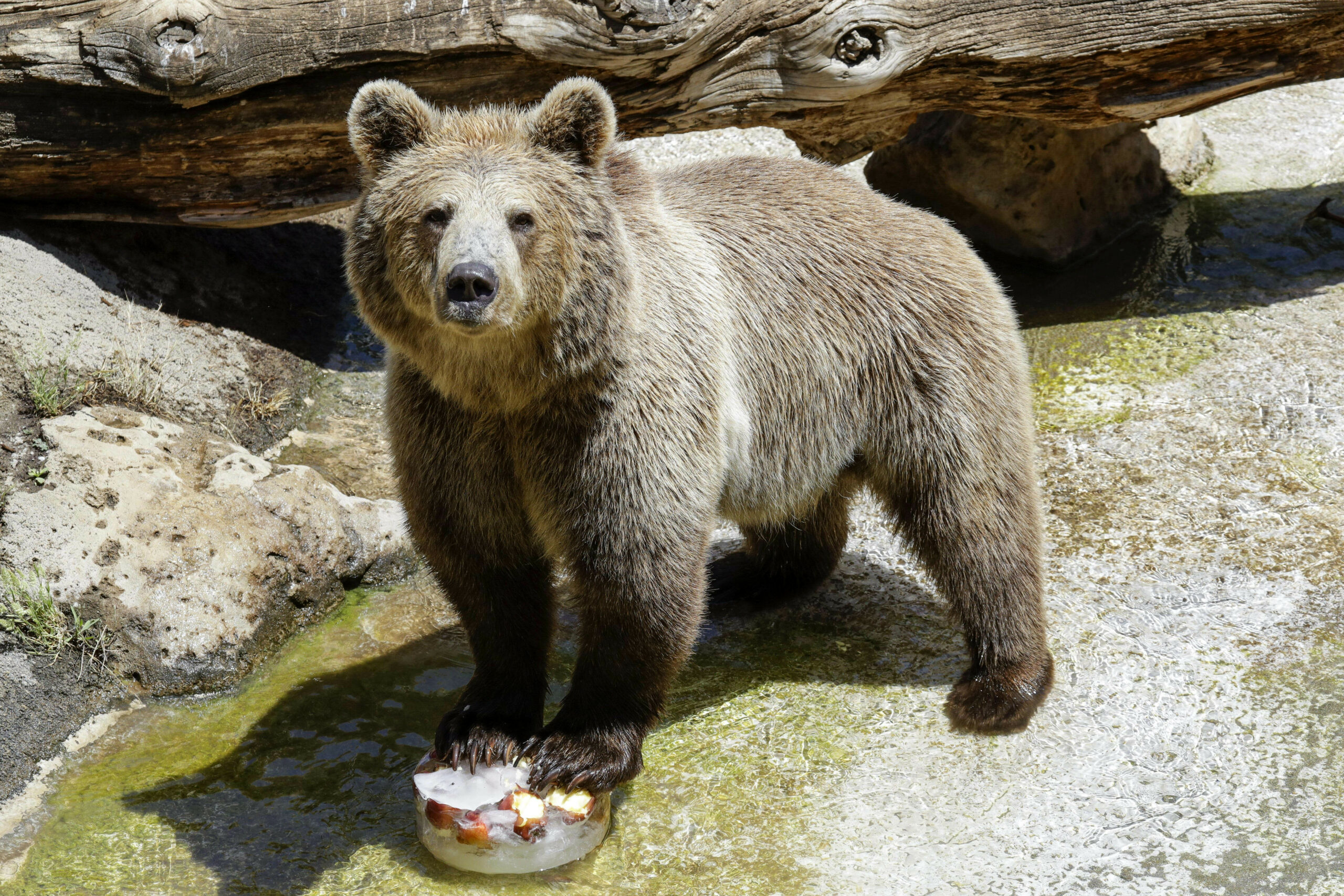 WATCH: Mother charged with attempted murder after throwing daughter into bear pit