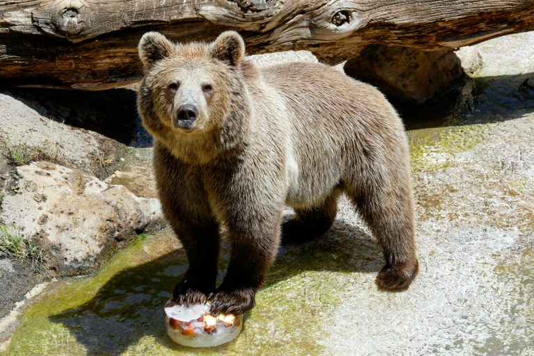 WATCH: Mother charged with attempted murder after throwing daughter into bear pit