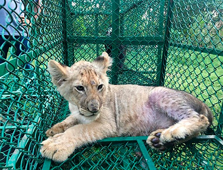 Bipartisan group of senators propose ban on ‘big cat’ ownership