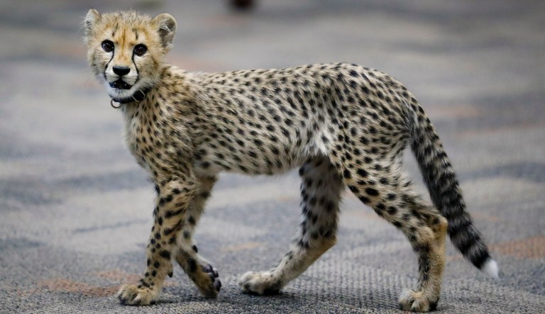 National Zoo’s cheetah births four cubs
