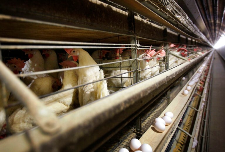 In this Nov. 16, 2009, file photo, chickens stand in their cages at a farm near Stuart, Iowa. China reopened its market to U.S. poultry, ending a five-year ban. China had blocked U.S. poultry imports after an outbreak of avian influenza in December 2014, closing off a market that bought more than $500 million worth of American chicken, turkey and other poultry products in 2013. 