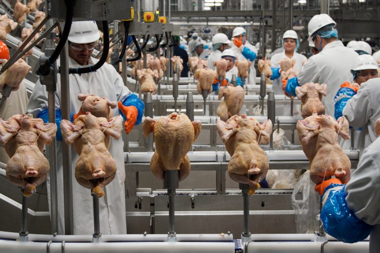 In this Dec. 12, 2019, file photo workers process chickens at the Lincoln Premium Poultry plant, Costco Wholesale's dedicated poultry supplier, in Fremont, Nebraska.