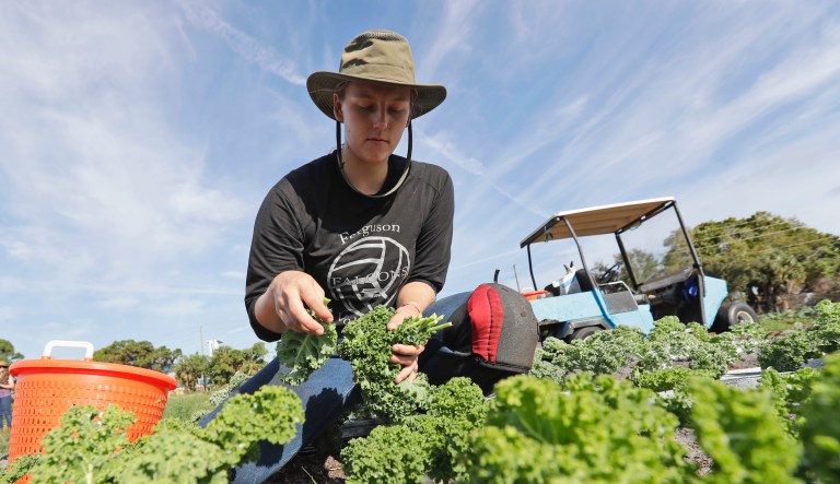 In this, Wednesday, Feb. 5, 2020, Kourtney Lesperance, 23, of Miami, who just finished her undergraduate studies at University of Colorado Boulder, harvests kale on an organic farm in Opa-locka, Fla. A Florida bill mandating that private companies verify each new hire's eligibility to work in the U.S. is worrying farmers in the agriculture-rich state. The growers complain they are struggling to find farm workers as the unemployment rate reaches record lows.