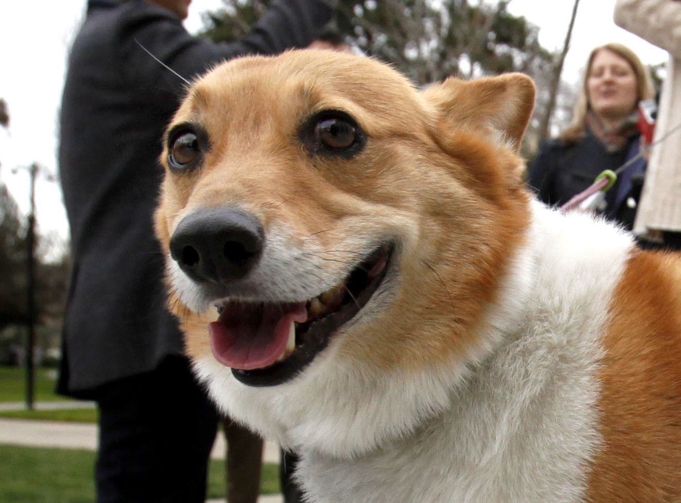 Corgi that survived being shot in head recovering on diet of chicken nuggets