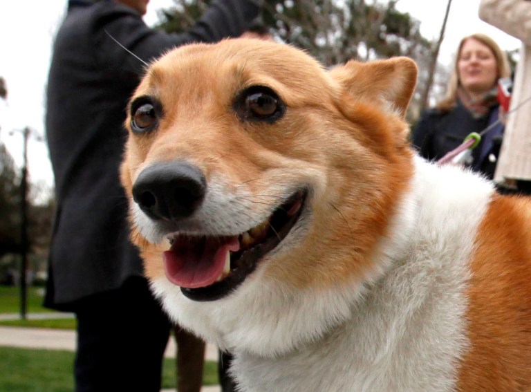 A corgi smiles.