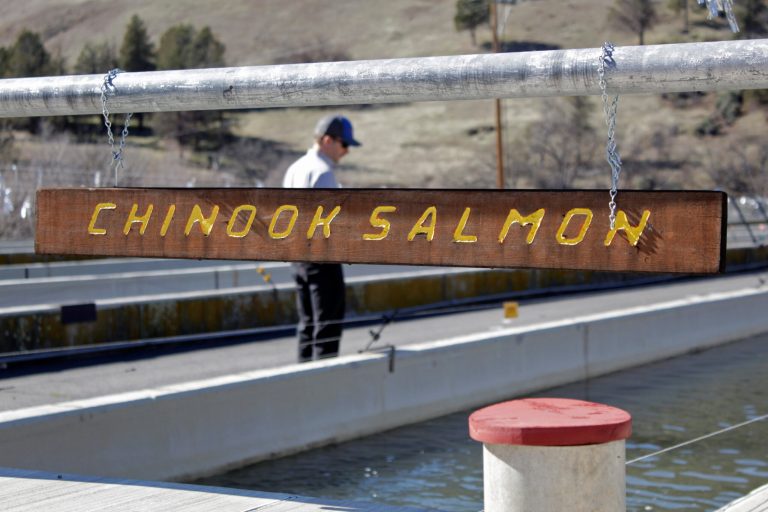 Pacific Northwest salmon at center of debate over controversial dam costs