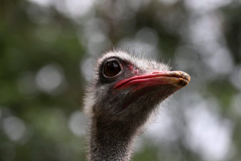 WATCH: 20 ostriches escape Canadian farm, leading to wild chase
