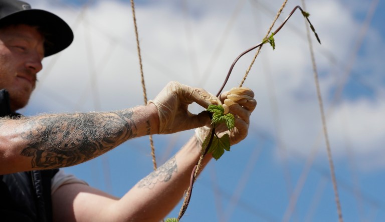 Seasonal worker James Wodyatt trains the growing hops by winding or tying two or three shoots clockwise to each string, at Stocks Farm in Suckley, Worcestershire, Tuesday, May 5, 2020.