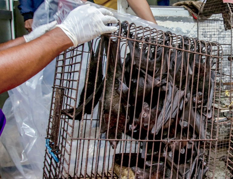 SEE IT: Maryland man stopped at Dulles Airport with charred bat meat in luggage