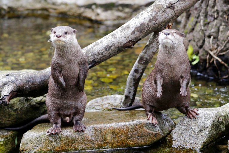 British man nearly killed by swarm of otters in Singapore