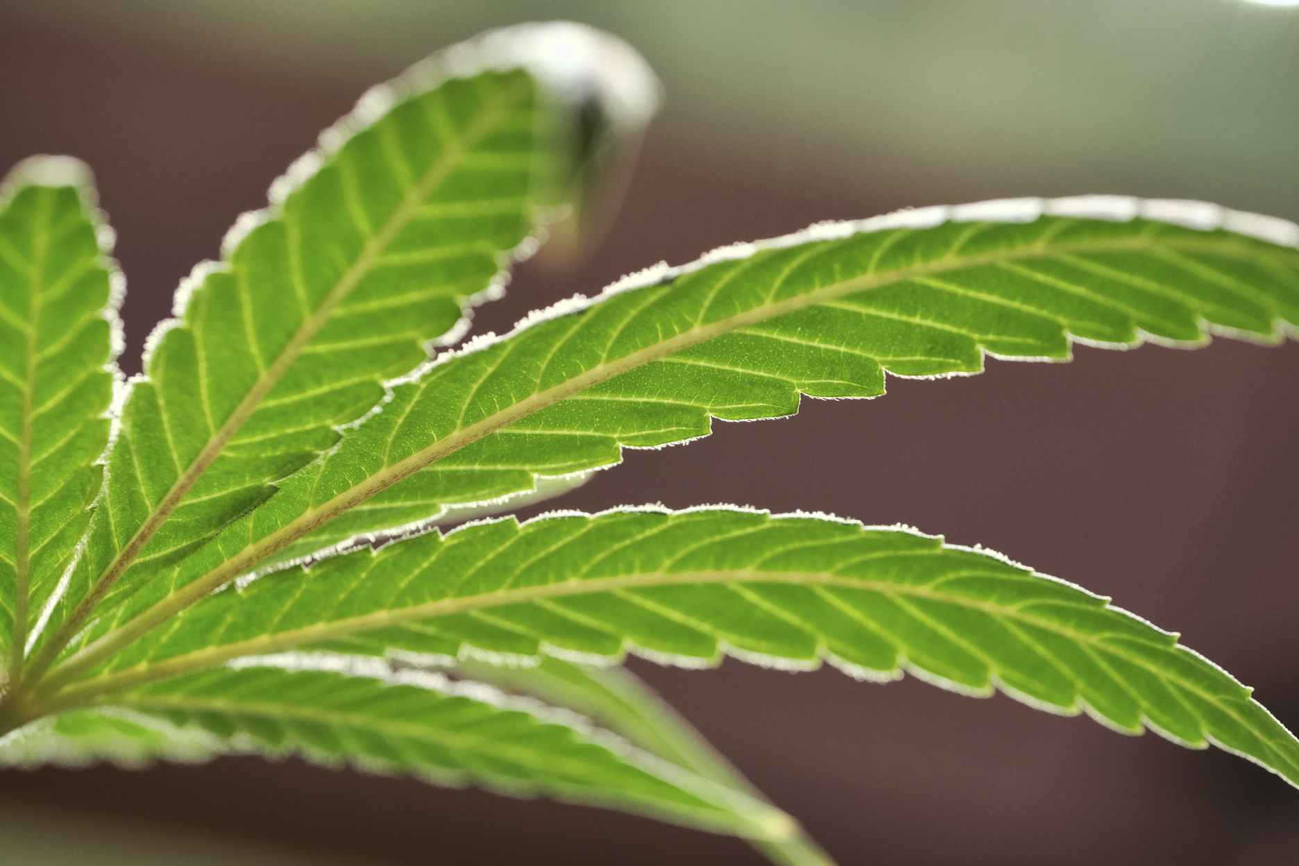 Support for recreational cannabis in Arizona polled at more than 60%