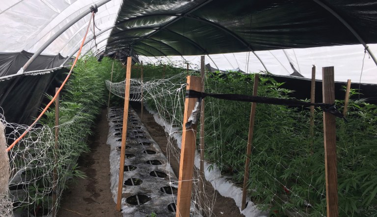 This Wednesday, June 19, 2019, file photo released by the Santa Barbara County Sheriff shows an illegal cannabis cultivation site in the City of Santa Maria, in San Luis Obispo County, Calif. The number of felony marijuana arrests in California continued to plunge in 2019 in the age of legalization, but another trend remained unchanged: those arrests fell disproportionately on Hispanics and Blacks, state data showed.