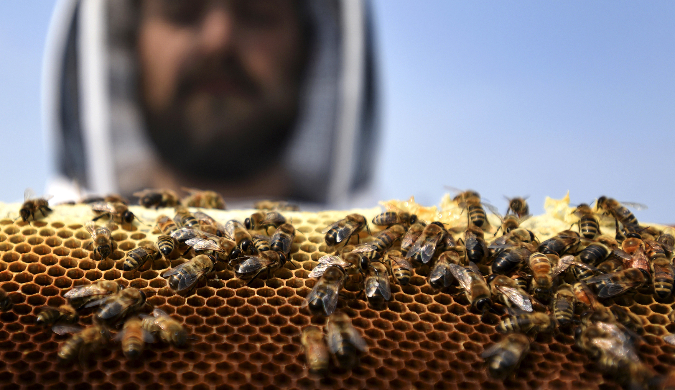 Nearly half of honey bee colonies died in 2023 after three tumultuous years