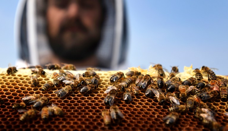 Nearly half of honey bee colonies died in 2023 after three tumultuous years