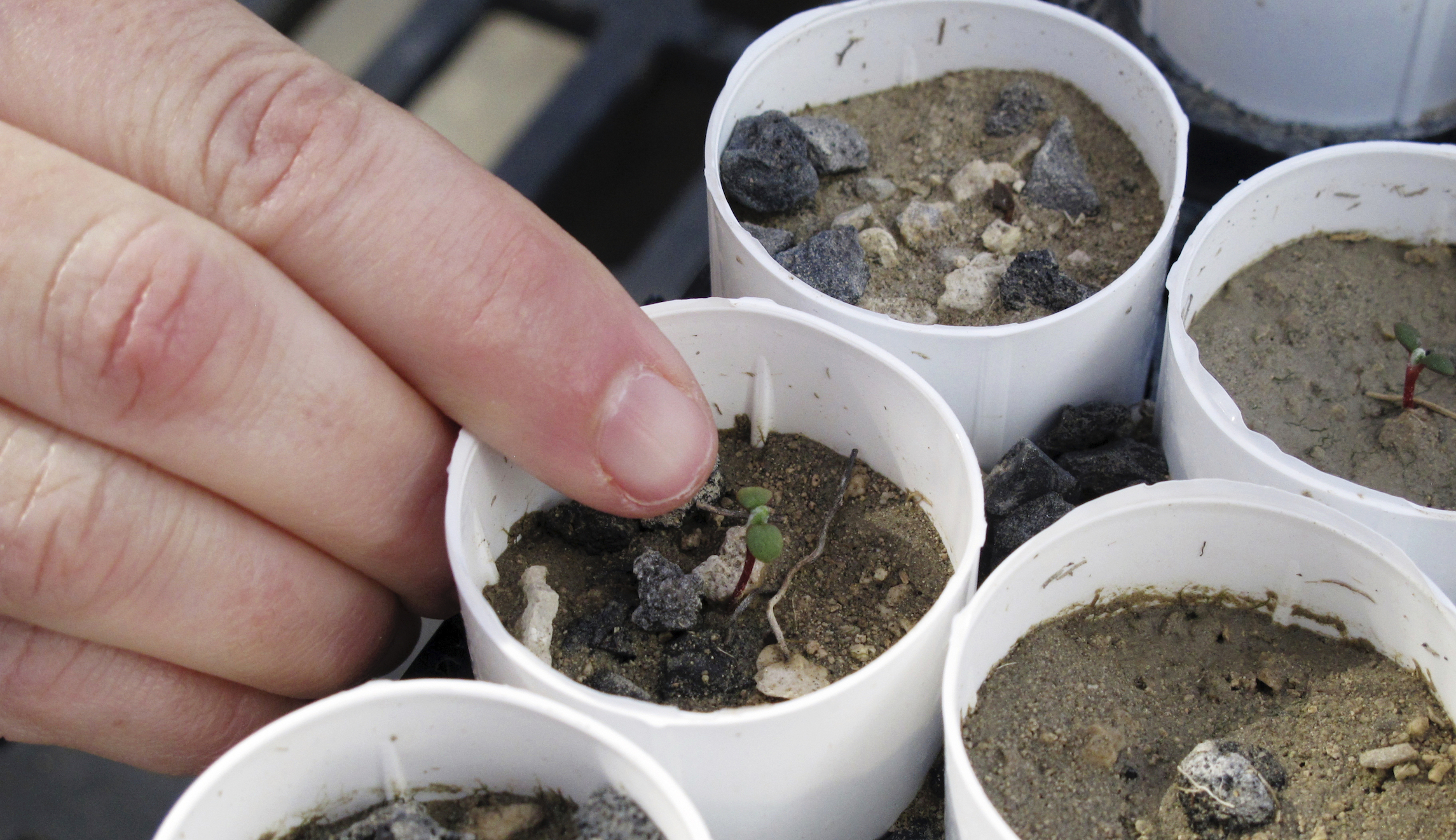 How the ‘greens’ could upend the green dream