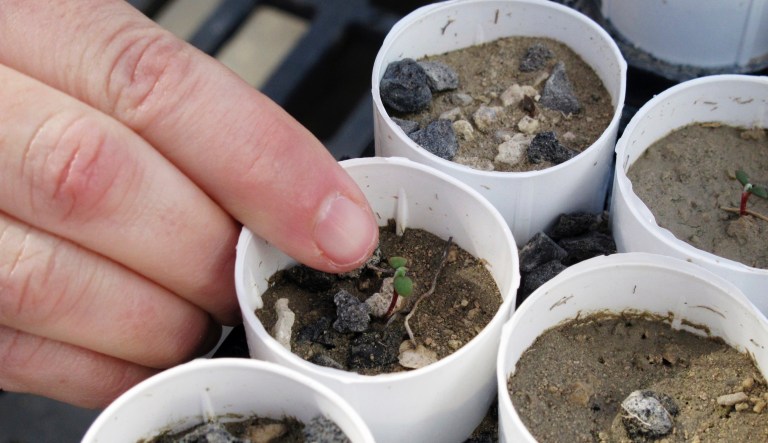 In this Feb. 10, 2020, file photo, a plant ecologist at the University of Nevada, Reno, points to a tiny Tiehm's buckwheat that has sprouted at a campus greenhouse in Reno, Nevada. Federal officials are investigating the destruction of a significant portion of the remaining population of an extremely rare desert wildflower that's being considered for endangered species protection and could jeopardize plans to build a lithium mine in Nevada, the Associated Press has learned.