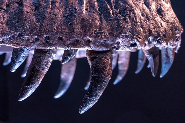 A detail of Stan's teeth, one of the largest and most complete Tyrannosaurus rex fossils discovered, is on display, Tuesday, Sept. 15, 2020, at Christie's in New York. 