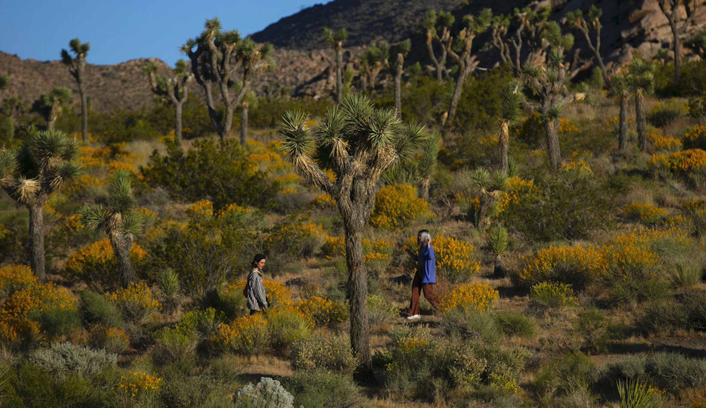 Solar panels vs. the Joshua tree
