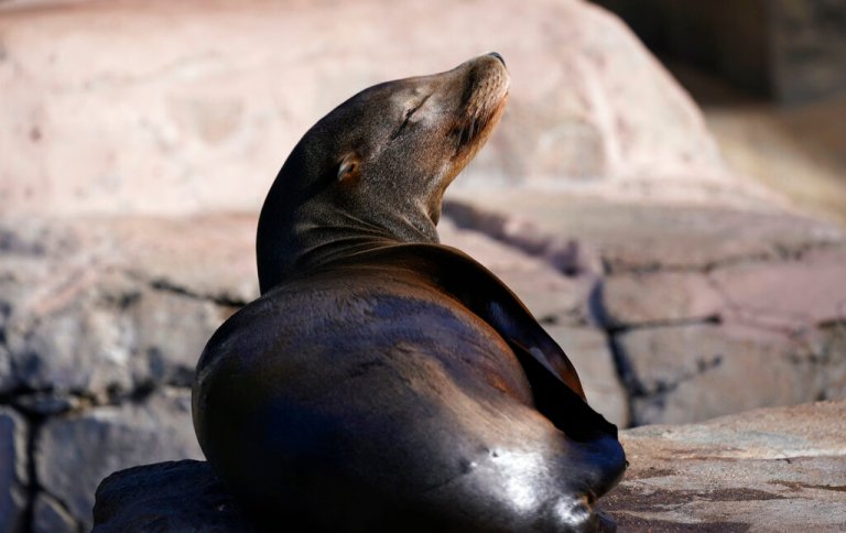 All-you-can-eat buffet: Sea lions invade salmon farm in Canada