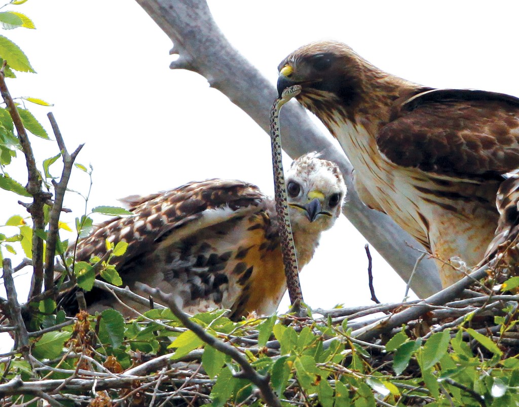 Trump administration finalizes rule weakening protections for migratory birds