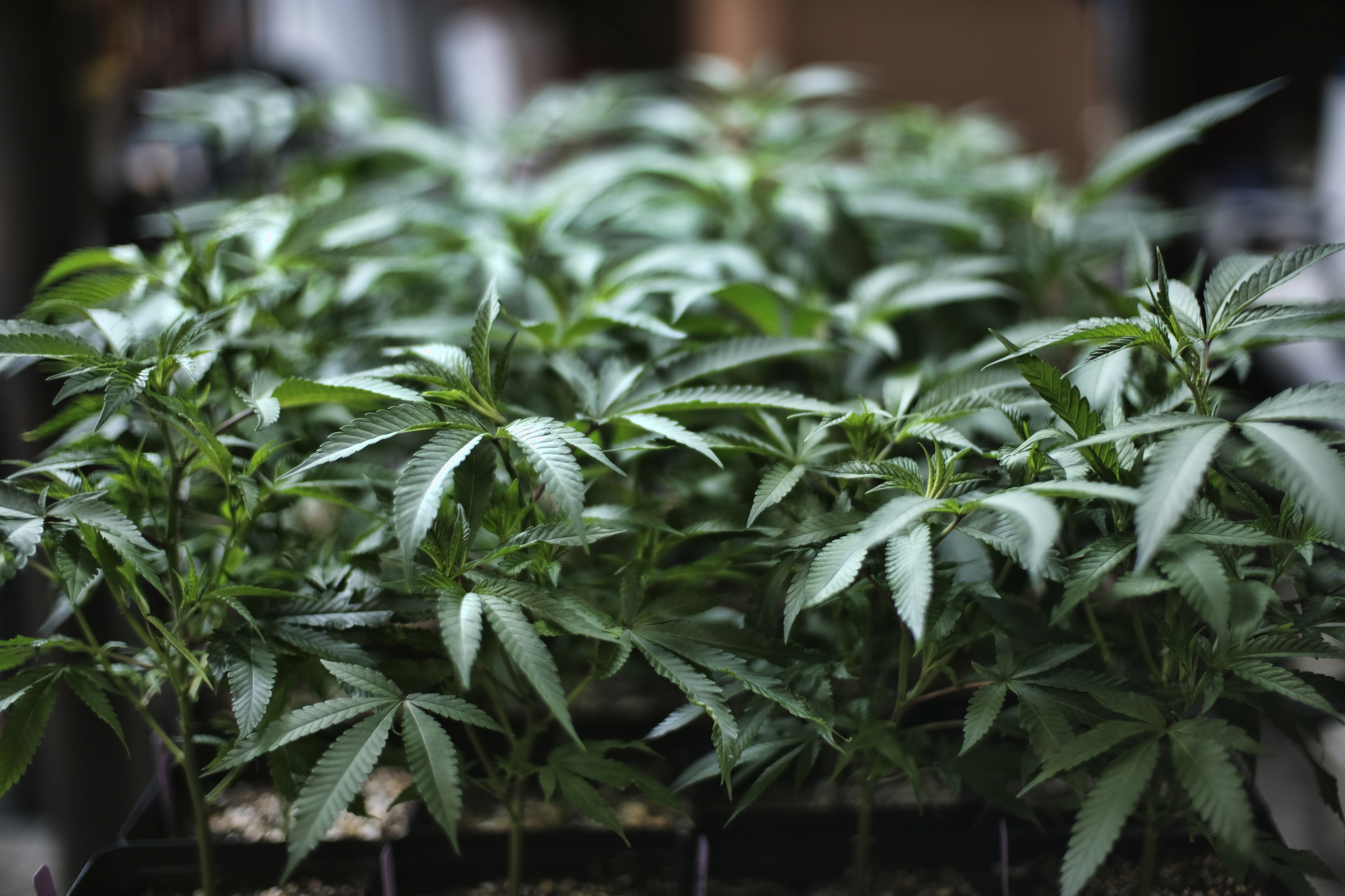 Bipartisan Arizona cannabis bill on hold over billboard advertising near schools