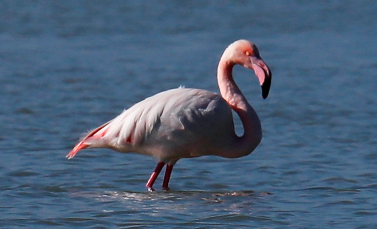 Flamingo spotted after 17 years on the run from Kansas zoo