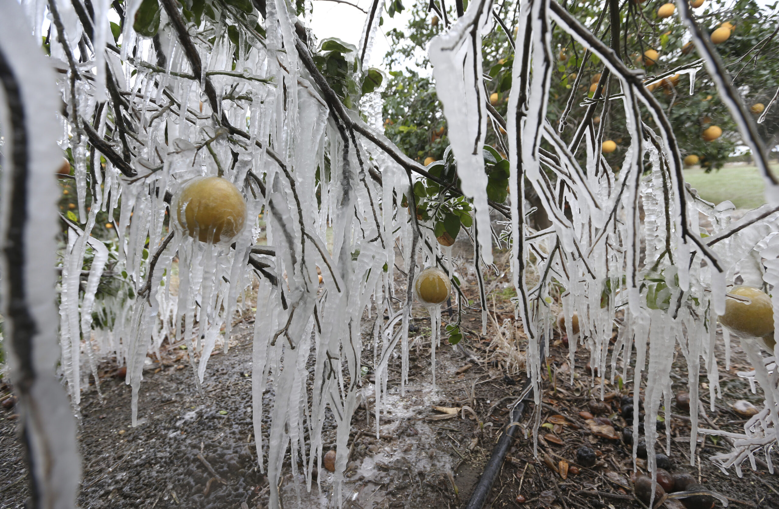 Federal and state governments launch investigations into power grid failures from extreme cold