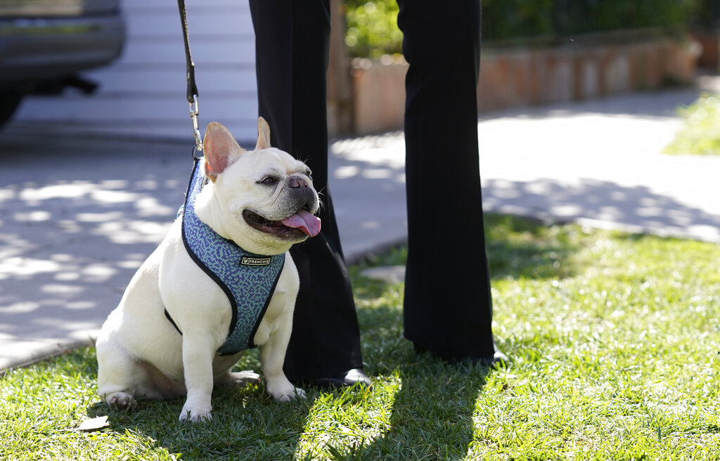 Lady Gaga’s dogwalker shooting suspect mistakenly released from jail