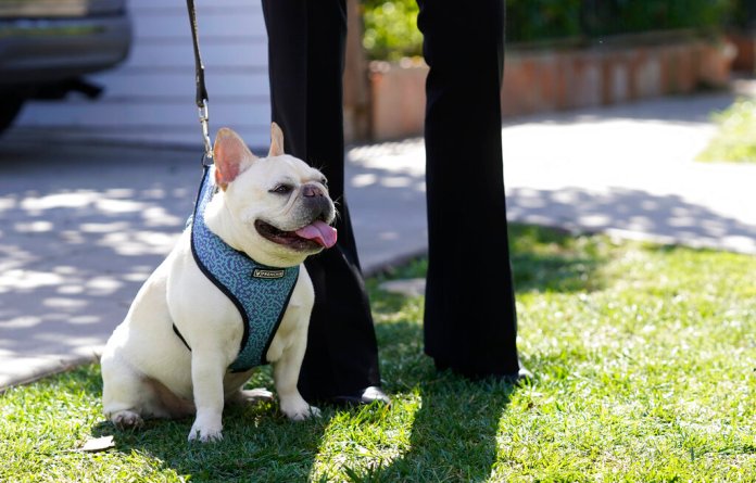 Lady Gaga’s dogwalker shooting suspect mistakenly released from jail