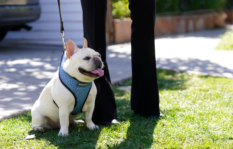 Lady Gaga’s dogwalker shooting suspect mistakenly released from jail