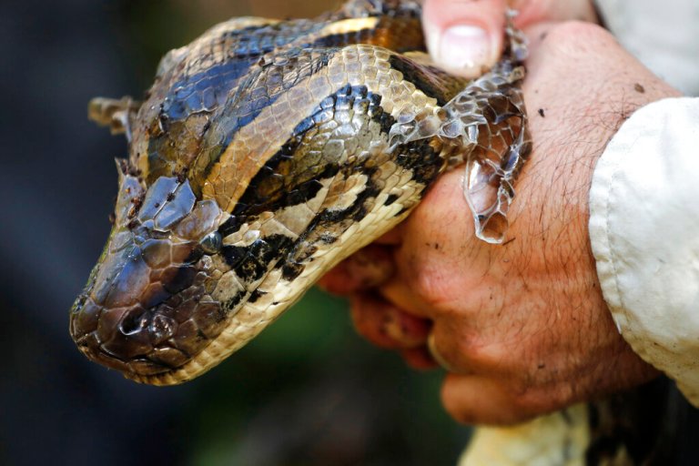 Maryland man found dead in home with over 100 snakes