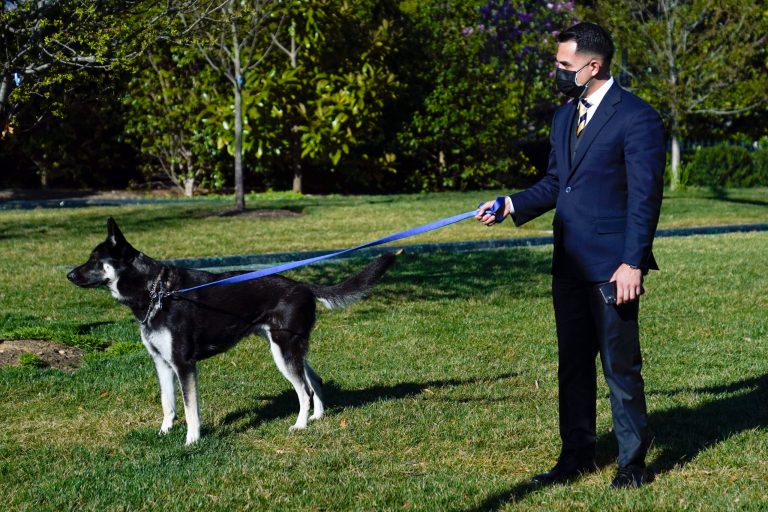 Biden’s dog Major bites again